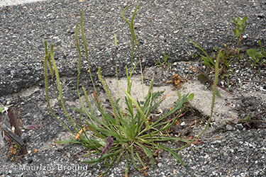 Immagine 1 di 6 - Plantago coronopus L.