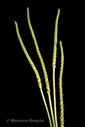 Immagine 5 di 6 - Plantago coronopus L.