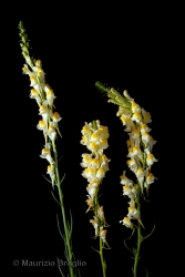 Immagine 3 di 4 - Linaria vulgaris Mill.
