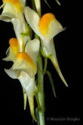 Immagine 4 di 4 - Linaria vulgaris Mill.