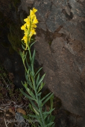 Immagine 1 di 3 - Linaria angustissima (Loisel.) Borbás