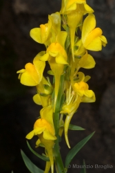 Immagine 3 di 3 - Linaria angustissima (Loisel.) Borbás