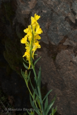 Linaria angustissima (Loisel.) Borbás