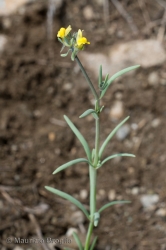 Immagine 1 di 7 - Linaria simplex (Willd.) Desf.