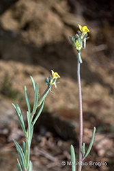 Immagine 3 di 7 - Linaria simplex (Willd.) Desf.