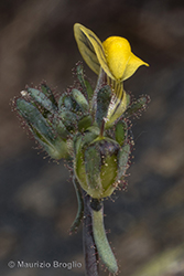 Immagine 5 di 7 - Linaria simplex (Willd.) Desf.