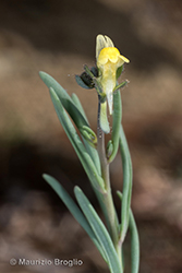 Immagine 7 di 7 - Linaria simplex (Willd.) Desf.