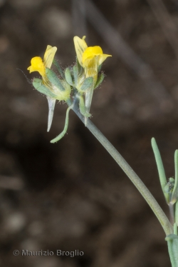 Linaria simplex (Willd.) Desf.