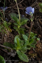 Immagine 1 di 3 - Veronica aphylla L.