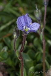 Immagine 3 di 3 - Veronica aphylla L.