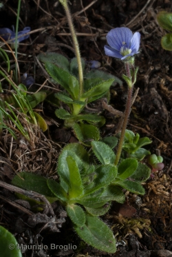 Veronica aphylla L.