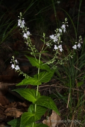 Immagine 1 di 6 - Veronica urticifolia Jacq.