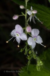 Immagine 3 di 6 - Veronica urticifolia Jacq.