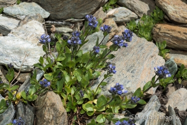 Immagine 1 di 5 - Veronica alpina L.