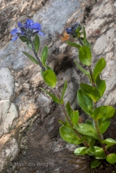 Immagine 2 di 5 - Veronica alpina L.