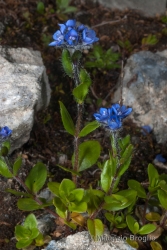 Immagine 3 di 5 - Veronica alpina L.