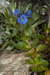 Immagine 4 di 5 - Veronica alpina L.