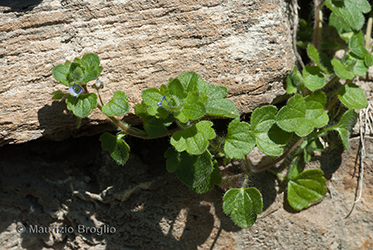 Immagine 2 di 5 - Veronica hederifolia L.