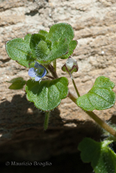 Immagine 3 di 5 - Veronica hederifolia L.