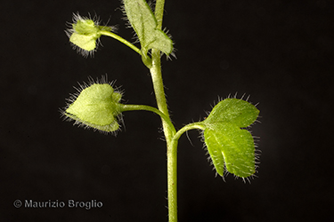 Immagine 5 di 5 - Veronica hederifolia L.