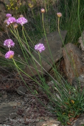Immagine 1 di 6 - Armeria arenaria (Pers.) F.Dietr.