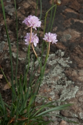 Immagine 3 di 6 - Armeria arenaria (Pers.) F.Dietr.