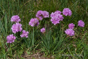 Immagine 2 di 5 - Armeria alpina Willd.