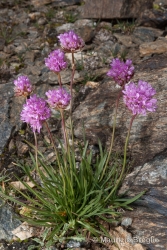 Immagine 3 di 5 - Armeria alpina Willd.