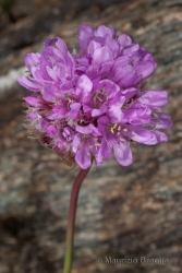 Immagine 4 di 5 - Armeria alpina Willd.