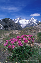 Immagine 5 di 5 - Armeria alpina Willd.