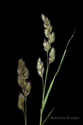 Immagine 1 di 3 - Dactylis glomerata L.
