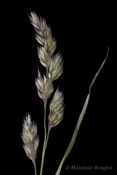 Immagine 2 di 3 - Dactylis glomerata L.