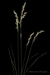 Immagine 1 di 3 - Poa angustifolia L.