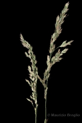 Immagine 2 di 3 - Poa angustifolia L.