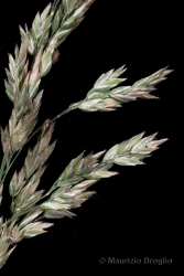 Immagine 3 di 3 - Poa angustifolia L.