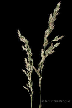 Poa angustifolia L.