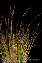 Immagine 1 di 9 - Bellardiochloa variegata (Lam.) Kerguélen