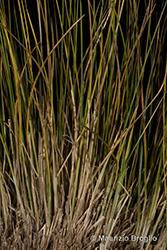 Immagine 2 di 9 - Bellardiochloa variegata (Lam.) Kerguélen