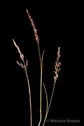 Immagine 3 di 9 - Bellardiochloa variegata (Lam.) Kerguélen