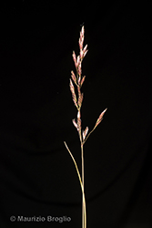 Immagine 4 di 9 - Bellardiochloa variegata (Lam.) Kerguélen