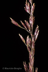 Immagine 5 di 9 - Bellardiochloa variegata (Lam.) Kerguélen