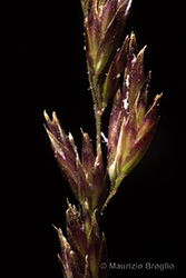 Immagine 6 di 9 - Bellardiochloa variegata (Lam.) Kerguélen