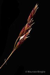 Immagine 7 di 9 - Bellardiochloa variegata (Lam.) Kerguélen