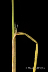 Immagine 9 di 9 - Bellardiochloa variegata (Lam.) Kerguélen