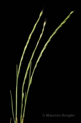 Immagine 1 di 3 - Vulpia unilateralis (L.) Stace