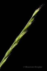 Immagine 2 di 3 - Vulpia unilateralis (L.) Stace