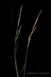 Immagine 1 di 5 - Vulpia myuros (L.) C.C. Gmel.