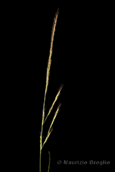 Immagine 2 di 5 - Vulpia myuros (L.) C.C. Gmel.