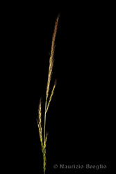 Immagine 3 di 5 - Vulpia myuros (L.) C.C. Gmel.