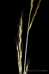 Immagine 4 di 5 - Vulpia myuros (L.) C.C. Gmel.
